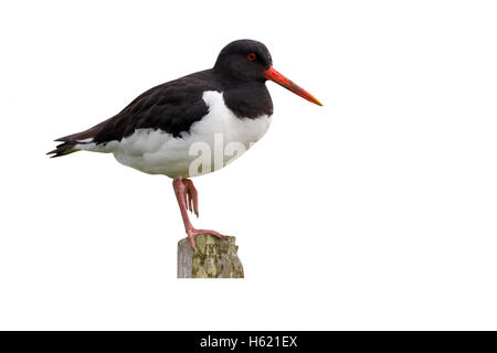 Huîtrier pie, Haematopus ostralegus, seul oiseau sur post, Orkney, Juin 2014 Banque D'Images