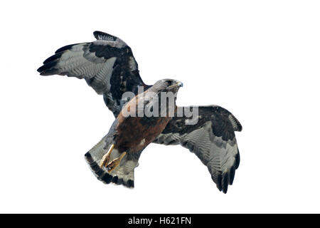 La rousse, Buteo polyosoma, seule femelle en vol, Falklands Banque D'Images