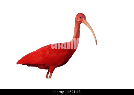 Ibis rouge, Eudocimus ruber, seul oiseau dans l'eau, le Venezuela Banque D'Images