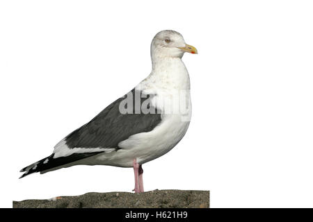 Goéland vineuse, Larus schistisagus, seul oiseau sur rock, Japon Banque D'Images