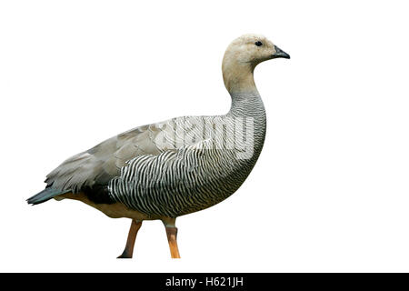 Chloephaga picta, oie Upland, seule femelle sur l'herbe , Falkland Banque D'Images