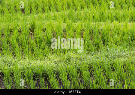 La culture du riz en terrasses dans un riz de, Jatiluwih à Bali, Indonésie. Banque D'Images