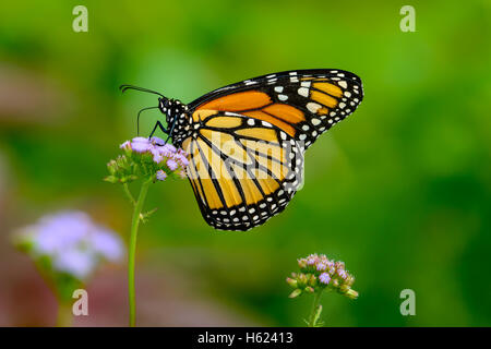 Automne - Monarch Monarch recueillir le nectar des fleurs de lavande petit Banque D'Images