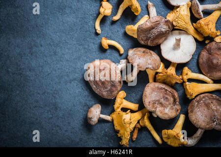 Champignons sauvages fond frontière, vue aérienne sur ardoise foncé Banque D'Images