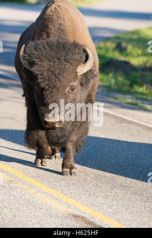 Bison solitaire sur la route dans le Parc National de Yellowstone, Wyoming, USA Banque D'Images