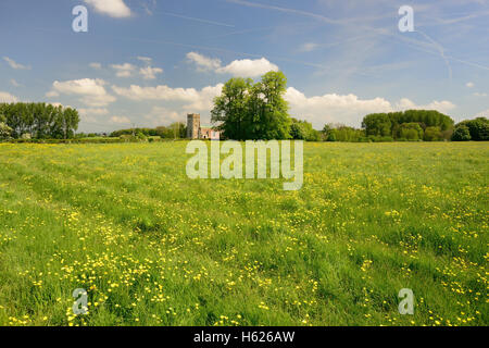 Un grand champ de renoncules et l'église Saint Matthieu, Rushall, Wiltshire. Banque D'Images