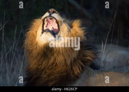 Gros bâillement du Lion Banque D'Images