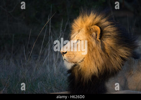Lion reposant, appréciant le soleil couchant. Profil latéral