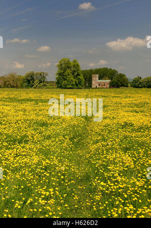 Un grand champ de renoncules et l'église Saint Matthieu, Rushall, Wiltshire. Banque D'Images