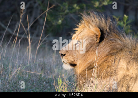Lion reposant, appréciant le soleil couchant.