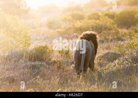 Lion marchant dans de la distance Banque D'Images