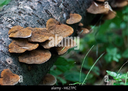 Groupe de champignons sur l'arbre brach Banque D'Images