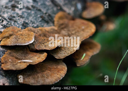 Groupe de champignons sur l'arbre brach Banque D'Images