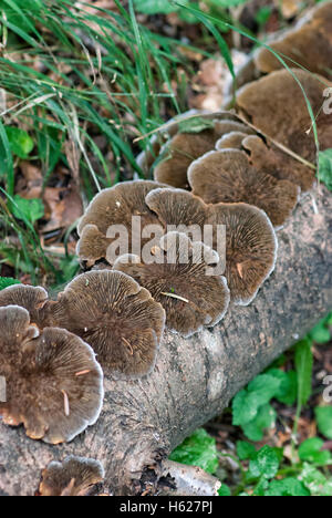 Groupe de champignons sur l'arbre brach Banque D'Images