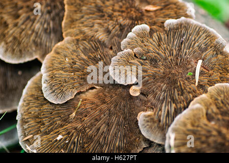 Groupe de champignons sur l'arbre brach Banque D'Images