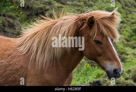 Cheval islandais avec une grande crinière sur un pré sur l'Islande. Banque D'Images