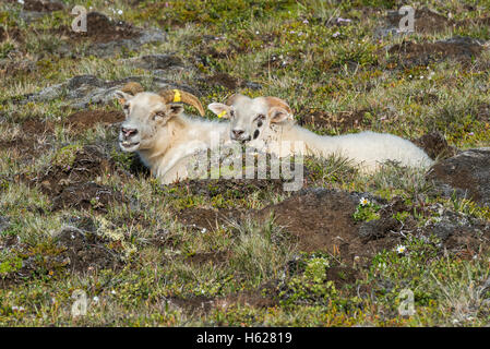 Deux moutons sur l'Islande se coucher dans l'herbe dans un pré. Banque D'Images