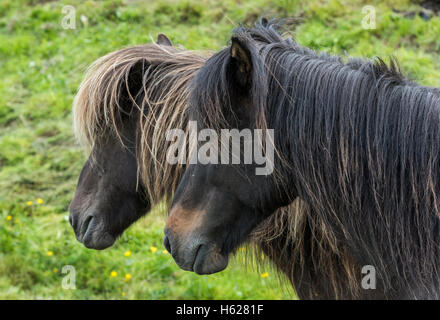 Deux Chevaux Islandais sur une prairie sur l'Islande. Banque D'Images