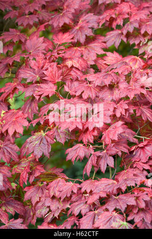 Acer japonica 'Vitafolium' feuilles à l'automne. Banque D'Images