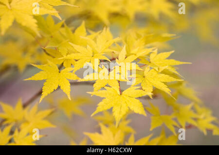 Acer palmatum 'Beni Kowa' feuilles à l'automne. Banque D'Images