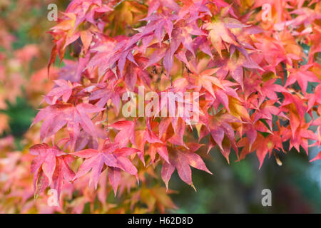 Acer palmatum subsp amoenum feuilles à l'automne. Banque D'Images