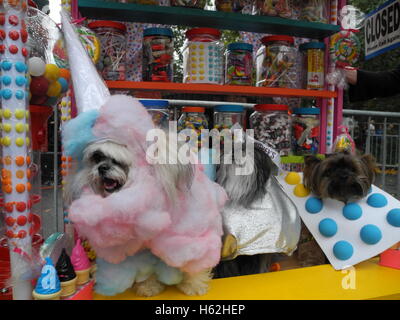 New York, USA. 22 octobre, 2016. Trois chiens costumés stand à la parade de costumes pour la Spooky Halloween Party à New York, USA, 22 octobre 2016. Photo : Johannes Schmitt-Tegge/dpa/Alamy Live News Banque D'Images