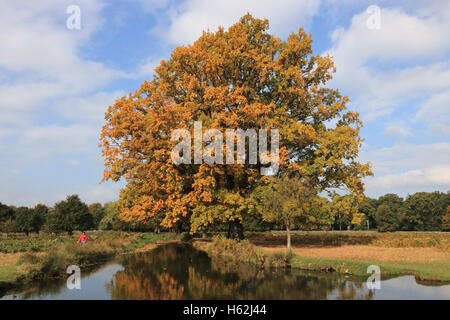 Bushy Park, Londres, UK. 23 octobre 2016. Les magnifiques couleurs de l'automne d'un magnifique chêne, à côté de la rivière de Longford, Bushy Park SW Londres. Credit : Julia Gavin UK/Alamy Live News Banque D'Images