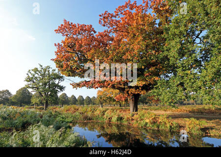 Bushy Park, Londres, UK. 23 octobre 2016. Les magnifiques couleurs de l'automne d'un magnifique chêne, à côté de la rivière de Longford, Bushy Park SW Londres. Credit : Julia Gavin UK/Alamy Live News Banque D'Images