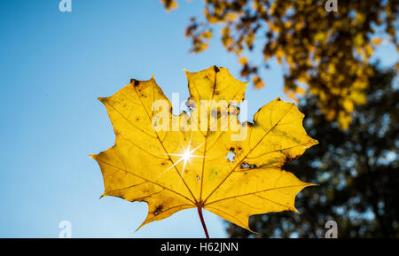 Visselhoevede, Allemagne. 23 Oct, 2016. Feuilles jaunes gisait sur le toit d'une voiture, qui reflète le bleu du ciel près de Visselhoevede, Allemagne, 23 octobre 2016. Photo : Daniel Reinhardt/dpa/Alamy Live News Banque D'Images