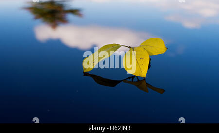 Visselhoevede, Allemagne. 23 Oct, 2016. Feuilles jaunes gisait sur le toit d'une voiture, qui reflète le bleu du ciel près de Visselhoevede, Allemagne, 23 octobre 2016. Photo : Daniel Reinhardt/dpa/Alamy Live News Banque D'Images