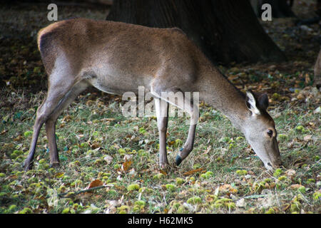 Richmond, Royaume-Uni. 23 Oct, 2016. Cerfs au Richmond Park, qui est une réserve naturelle nationale et Deer Park avec 630 des cerfs en liberté depuis 1529. Credit : Alberto Pezzali/Alamy Live News Banque D'Images