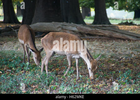 Richmond, Royaume-Uni. 23 Oct, 2016. Cerfs au Richmond Park, qui est une réserve naturelle nationale et Deer Park avec 630 des cerfs en liberté depuis 1529. Credit : Alberto Pezzali/Alamy Live News Banque D'Images