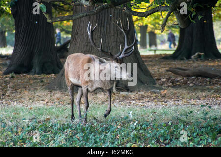 Richmond, Royaume-Uni. 23 Oct, 2016. Cerfs au Richmond Park, qui est une réserve naturelle nationale et Deer Park avec 630 des cerfs en liberté depuis 1529. Credit : Alberto Pezzali/Alamy Live News Banque D'Images