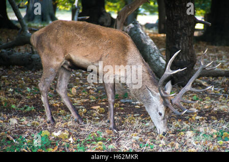 Richmond, Royaume-Uni. 23 Oct, 2016. Cerfs au Richmond Park, qui est une réserve naturelle nationale et Deer Park avec 630 des cerfs en liberté depuis 1529. Credit : Alberto Pezzali/Alamy Live News Banque D'Images