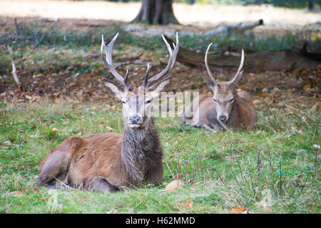 Richmond, Royaume-Uni. 23 Oct, 2016. Cerfs au Richmond Park, qui est une réserve naturelle nationale et Deer Park avec 630 des cerfs en liberté depuis 1529. Credit : Alberto Pezzali/Alamy Live News Banque D'Images