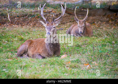 Richmond, Royaume-Uni. 23 Oct, 2016. Cerfs au Richmond Park, qui est une réserve naturelle nationale et Deer Park avec 630 des cerfs en liberté depuis 1529. Credit : Alberto Pezzali/Alamy Live News Banque D'Images