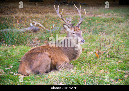 Richmond, Royaume-Uni. 23 Oct, 2016. Cerfs au Richmond Park, qui est une réserve naturelle nationale et Deer Park avec 630 des cerfs en liberté depuis 1529. Credit : Alberto Pezzali/Alamy Live News Banque D'Images