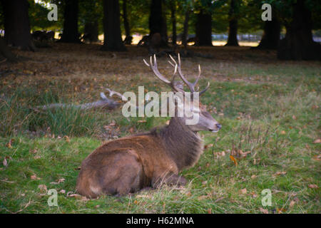 Richmond, Royaume-Uni. 23 Oct, 2016. Cerfs au Richmond Park, qui est une réserve naturelle nationale et Deer Park avec 630 des cerfs en liberté depuis 1529. Credit : Alberto Pezzali/Alamy Live News Banque D'Images