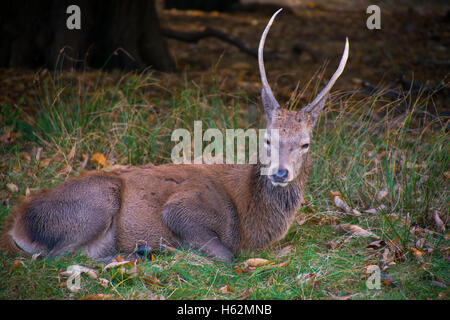 Richmond, Royaume-Uni. 23 Oct, 2016. Cerfs au Richmond Park, qui est une réserve naturelle nationale et Deer Park avec 630 des cerfs en liberté depuis 1529. Credit : Alberto Pezzali/Alamy Live News Banque D'Images