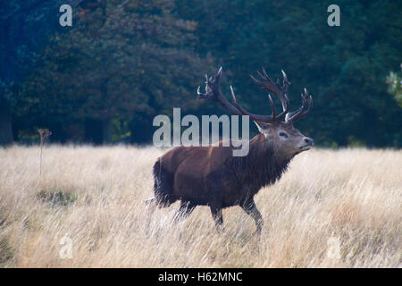 Richmond, Royaume-Uni. 23 Oct, 2016. Cerfs au Richmond Park, qui est une réserve naturelle nationale et Deer Park avec 630 des cerfs en liberté depuis 1529. Credit : Alberto Pezzali/Alamy Live News Banque D'Images