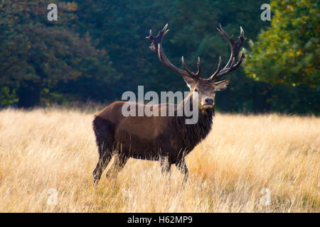 Richmond, Royaume-Uni. 23 Oct, 2016. Cerfs au Richmond Park, qui est une réserve naturelle nationale et Deer Park avec 630 des cerfs en liberté depuis 1529. Credit : Alberto Pezzali/Alamy Live News Banque D'Images