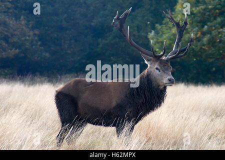 Richmond, Royaume-Uni. 23 Oct, 2016. Cerfs au Richmond Park, qui est une réserve naturelle nationale et Deer Park avec 630 des cerfs en liberté depuis 1529. Credit : Alberto Pezzali/Alamy Live News Banque D'Images