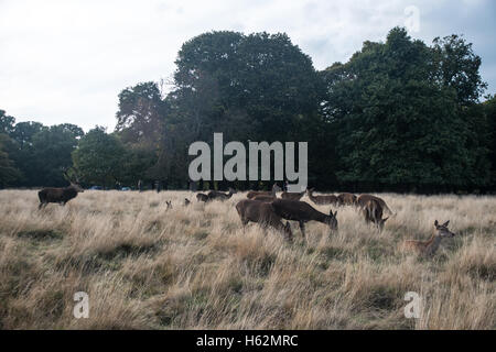 Richmond UK, 23 octobre 2016. Cerfs au Richmond Park, qui est une réserve naturelle nationale et Deer Park avec 630 des cerfs en liberté depuis 1529. Credit : Alberto Pezzali/Alamy live news Banque D'Images