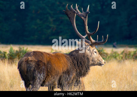 Richmond UK, 23 octobre 2016. Cerfs au Richmond Park, qui est une réserve naturelle nationale et Deer Park avec 630 des cerfs en liberté depuis 1529. Credit : Alberto Pezzali/Alamy live news Banque D'Images