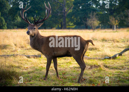 Richmond UK, 23 octobre 2016. Cerfs au Richmond Park, qui est une réserve naturelle nationale et Deer Park avec 630 des cerfs en liberté depuis 1529. Credit : Alberto Pezzali/Alamy live news Banque D'Images