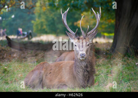 Richmond UK, 23 octobre 2016. Cerfs au Richmond Park, qui est une réserve naturelle nationale et Deer Park avec 630 des cerfs en liberté depuis 1529. Credit : Alberto Pezzali/Alamy live news Banque D'Images