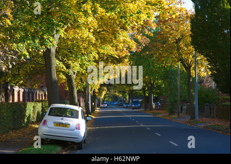 Lincoln, Royaume-Uni. 23 octobre 2016. Météo britannique. Lincoln montre c'est couleurs de l'automne. La fin de l'automne bien faire ressortir les couleurs de l'automne de l'érable de Norvège les arbres de rue Crédit : d-mark/Alamy Live News Banque D'Images