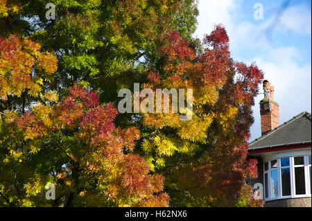 Lincoln, Royaume-Uni. 23 octobre 2016. Météo britannique. Lincoln montre c'est couleurs de l'automne. Un frêne Raywood tournant or et rouge Crédit : d-mark/Alamy Live News Banque D'Images