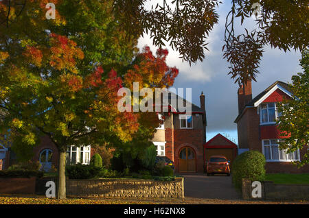 Lincoln, Royaume-Uni. 23 octobre 2016. Météo britannique. Lincoln montre c'est couleurs de l'automne. Un frêne Raywood tournant or et rouge Crédit : d-mark/Alamy Live News Banque D'Images