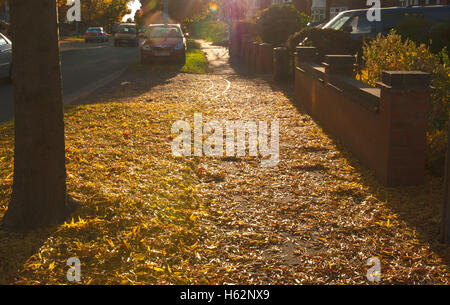 Lincoln, Royaume-Uni. 23 octobre 2016. Météo britannique. Lincoln montre c'est couleurs de l'automne. Un tapis de feuilles d'or Credit : d-mark/Alamy Live News Banque D'Images